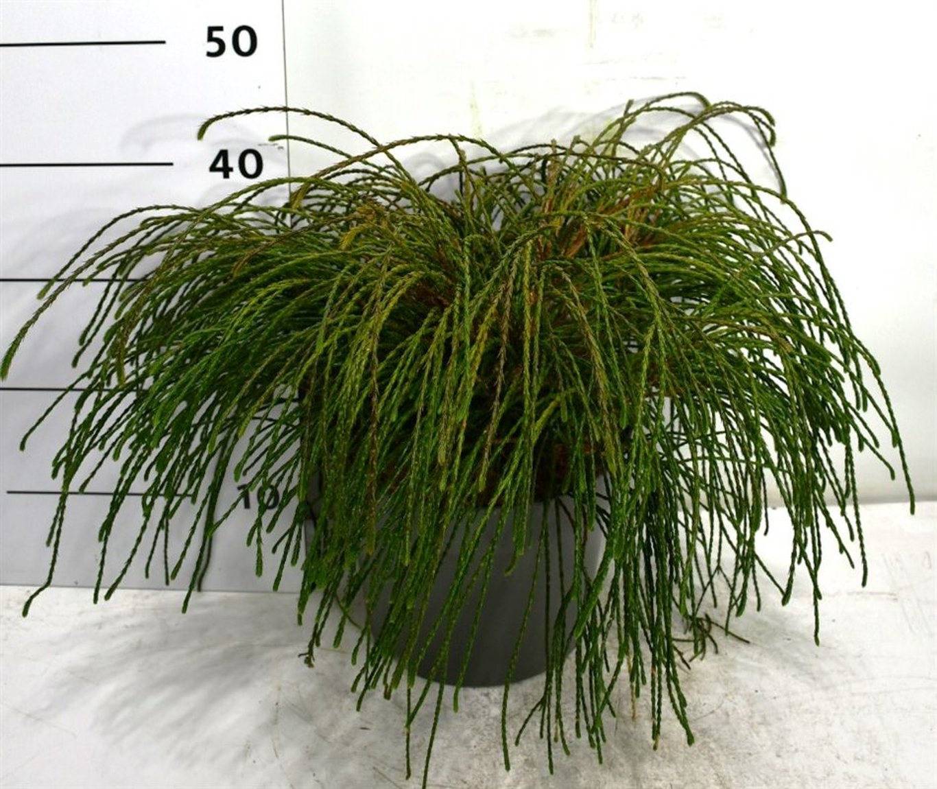 Thuja pl. 'Whipcord' - C7.5 30-40 CM